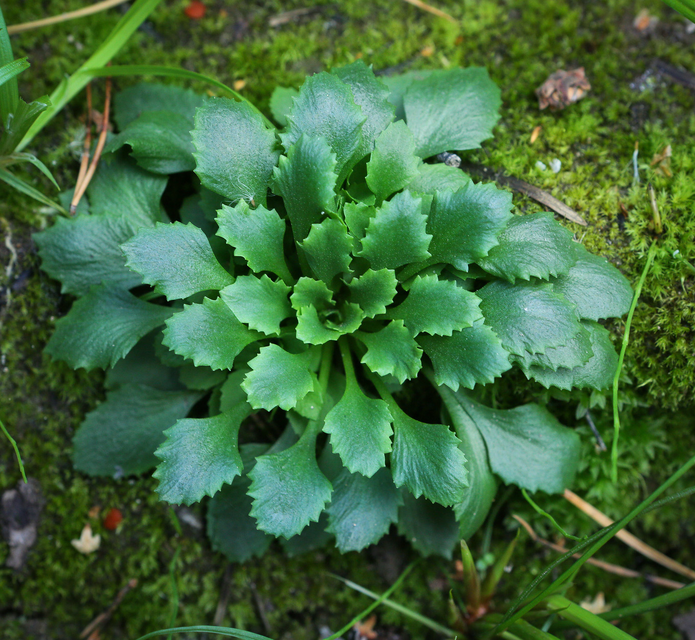 Image of Androsace filiformis specimen.