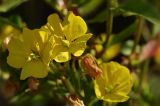 Oenothera biennis