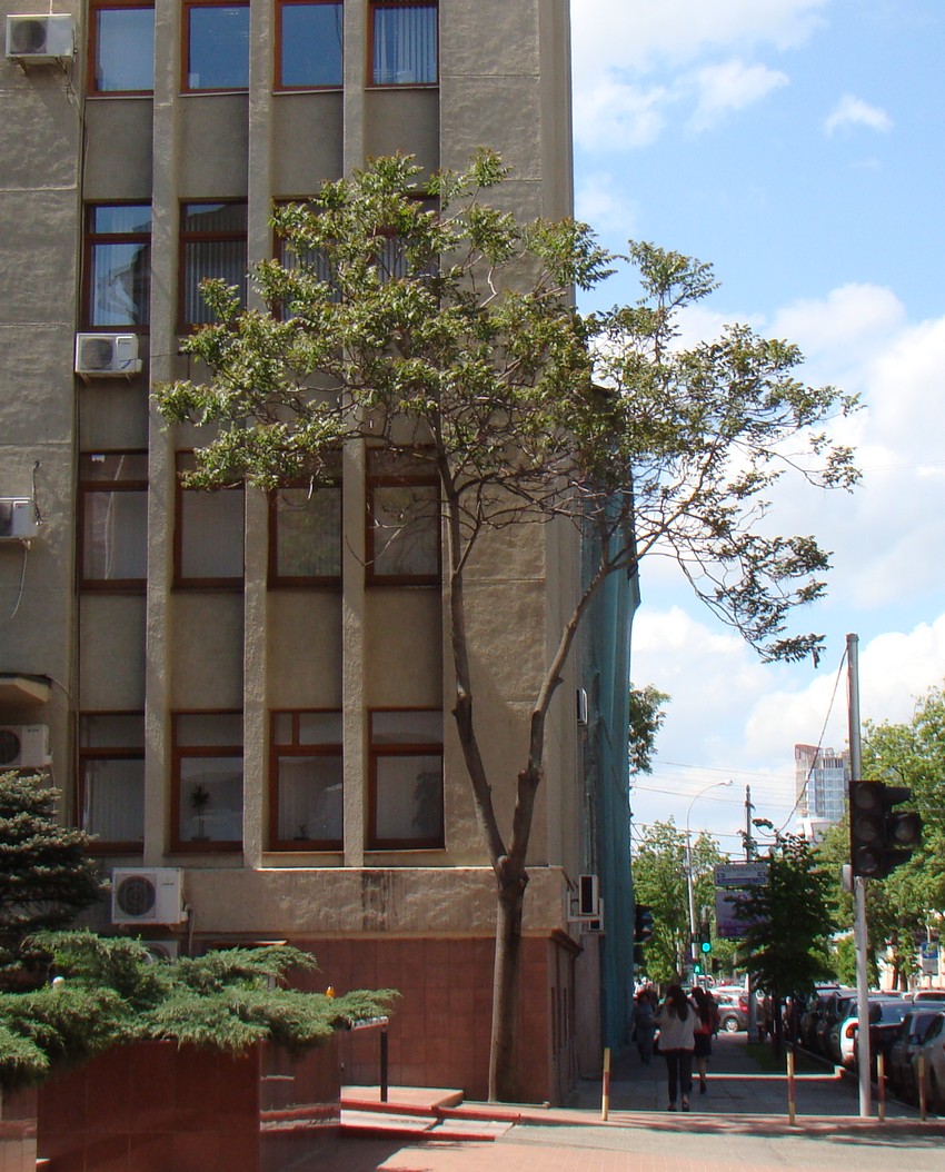 Image of Ailanthus altissima specimen.