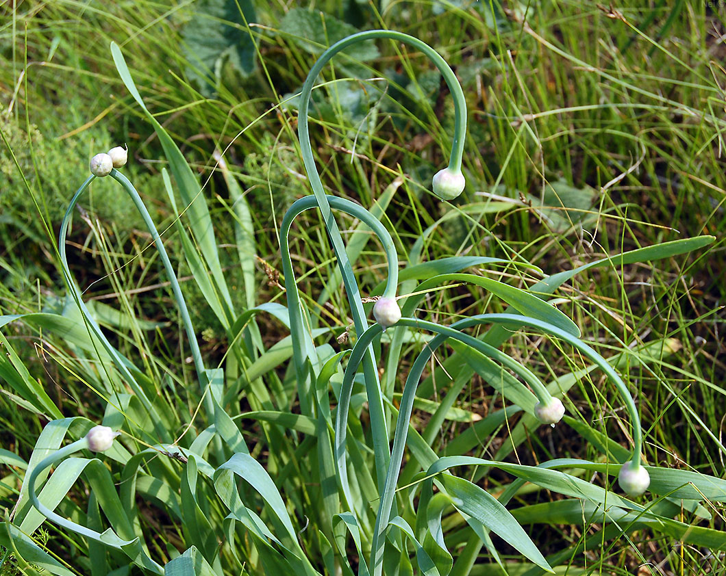 Image of Allium nutans specimen.