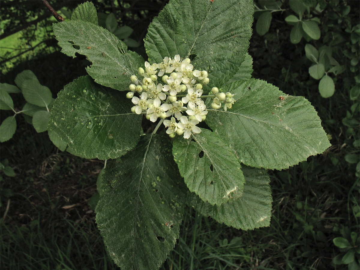 Изображение особи Sorbus aria.