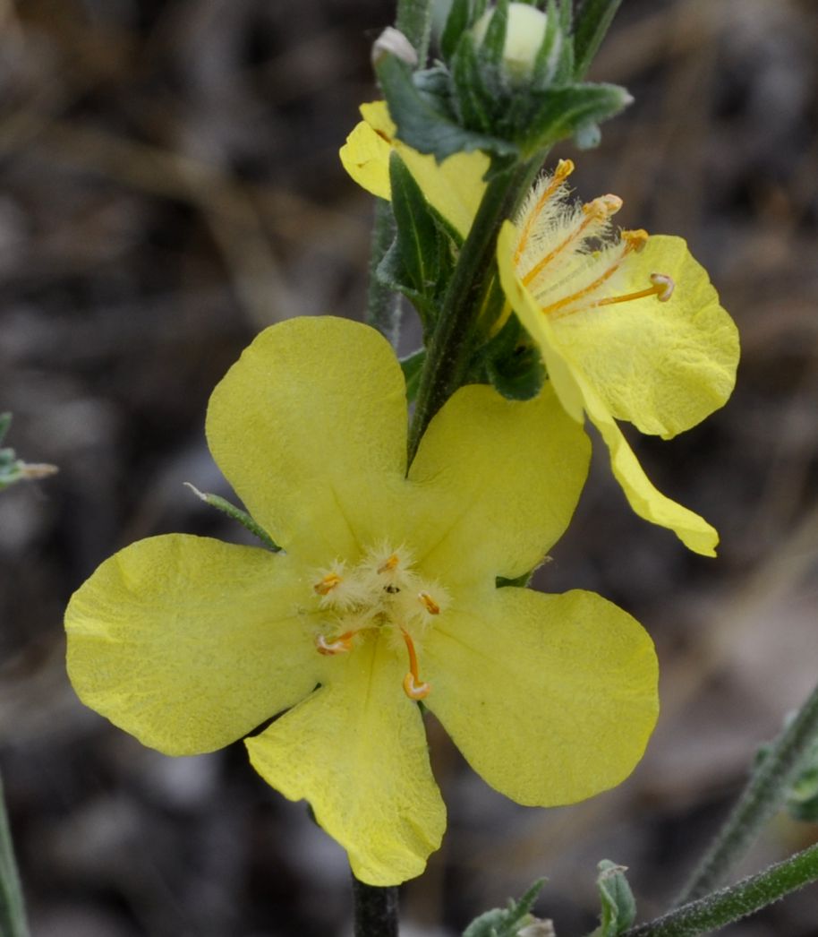 Image of Verbascum pinnatifidum specimen.