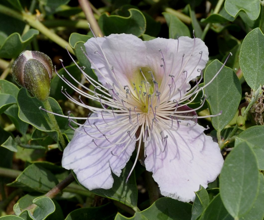 Image of Capparis sicula specimen.