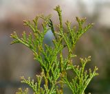 Thuja occidentalis