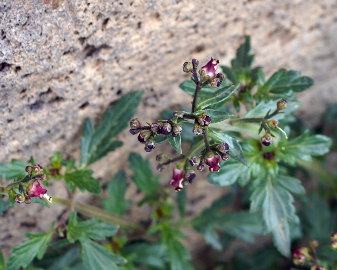 Image of Scrophularia rostrata specimen.