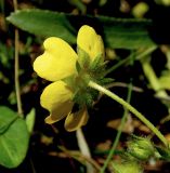 Potentilla caucasica