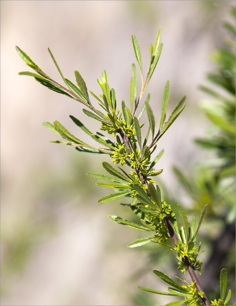 Image of Rhamnus erythroxyloides specimen.