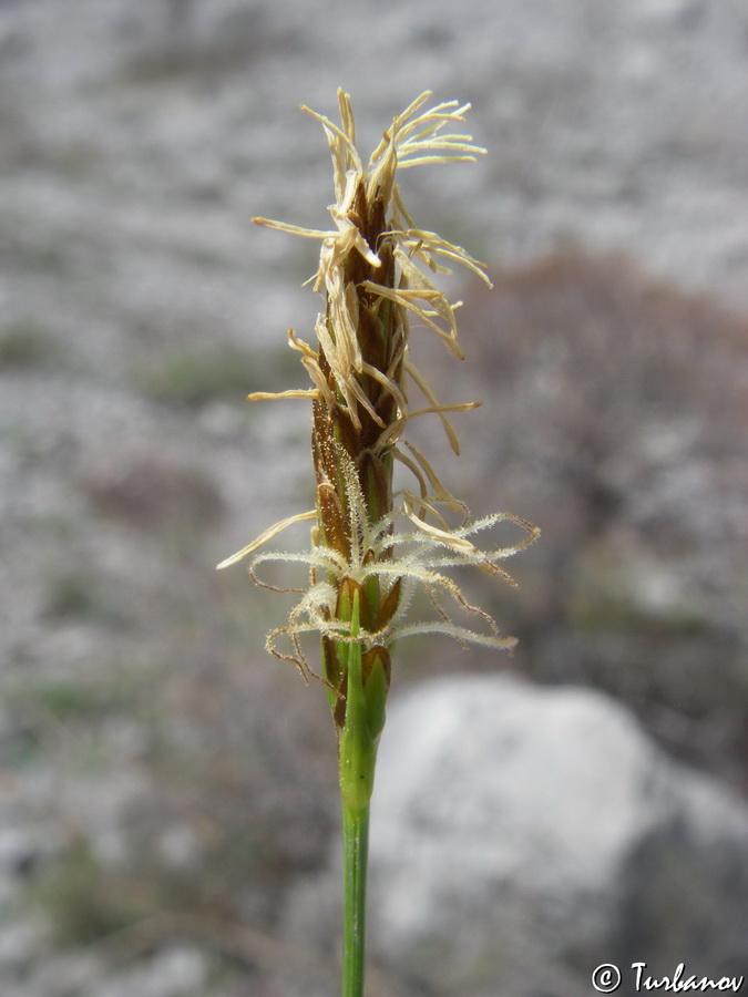 Image of Carex halleriana specimen.