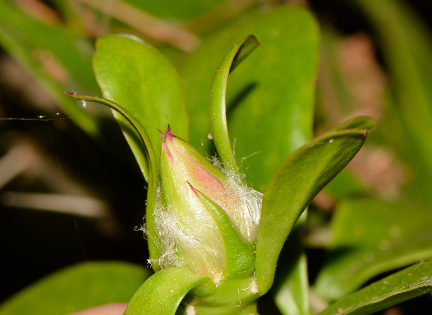 Image of genus Pereskia specimen.