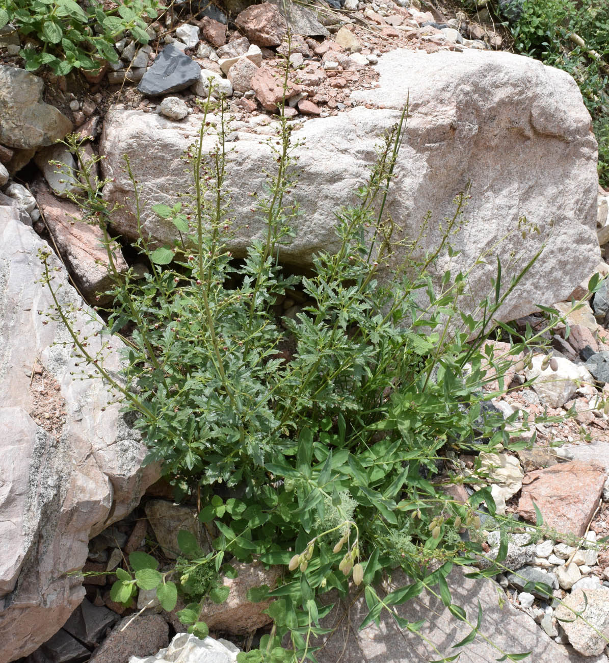 Изображение особи Scrophularia integrifolia.