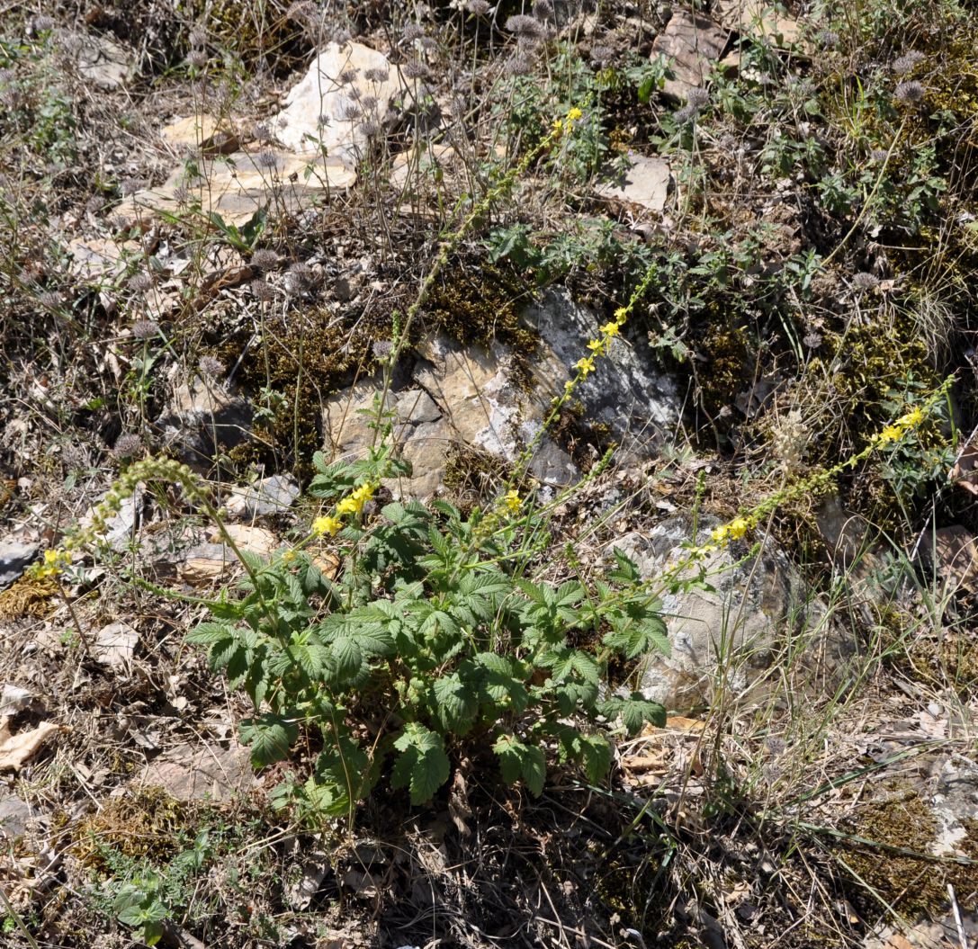 Image of Agrimonia eupatoria specimen.