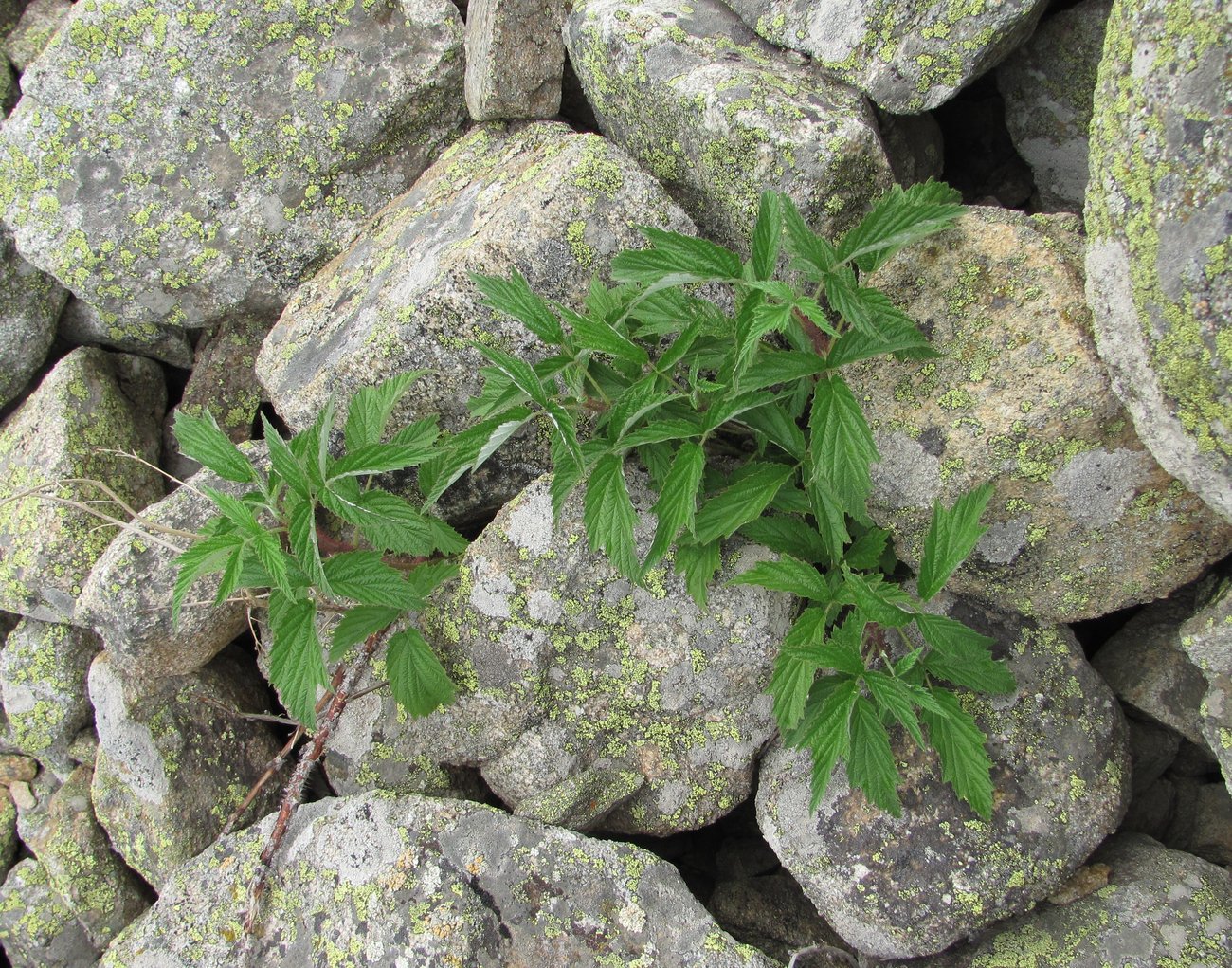 Image of Rubus idaeus specimen.