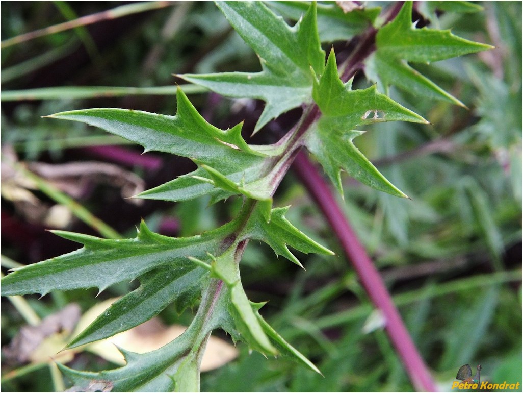 Image of Carlina cirsioides specimen.