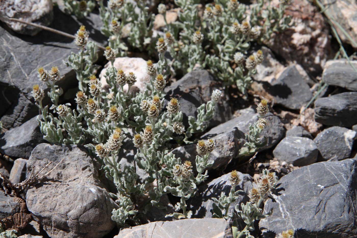 Image of Anaphalis sarawschanica specimen.