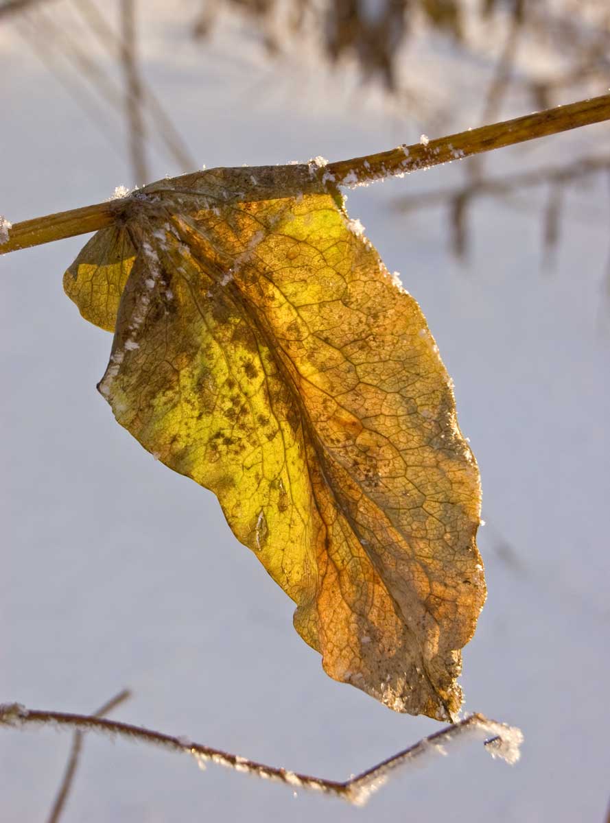 Изображение особи Bupleurum longifolium ssp. aureum.