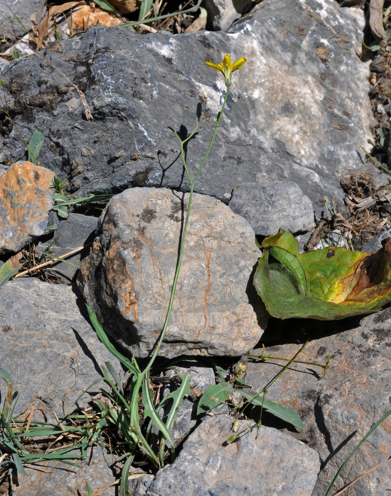 Image of Youngia serawschanica specimen.