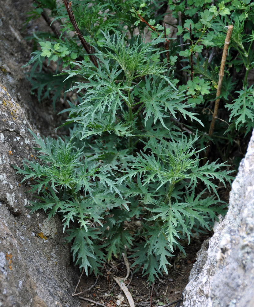 Image of Urtica cannabina specimen.