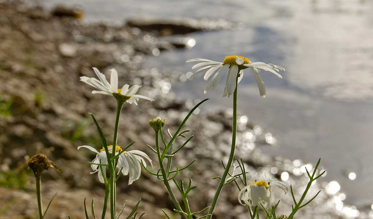 Изображение особи Tripleurospermum inodorum.