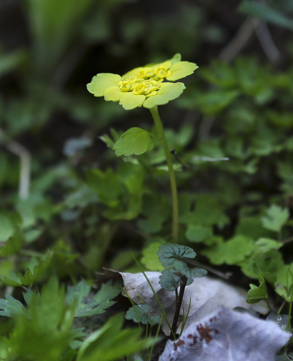 Image of Chrysosplenium alternifolium specimen.