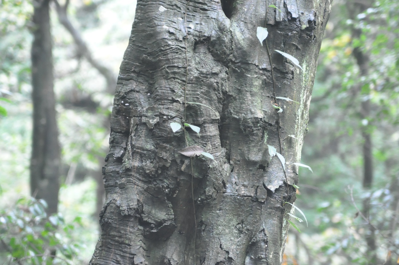 Image of Carpinus viminea specimen.