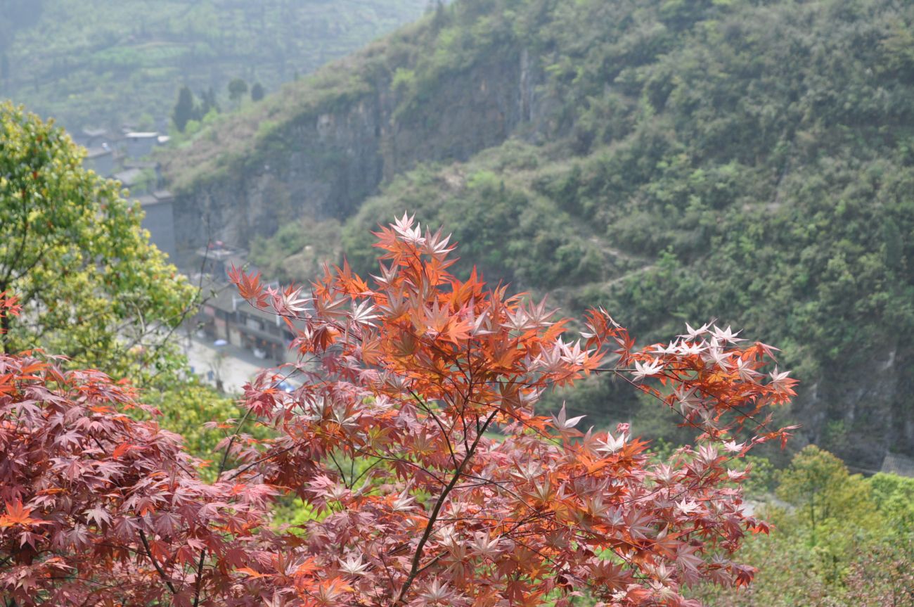 Image of genus Acer specimen.