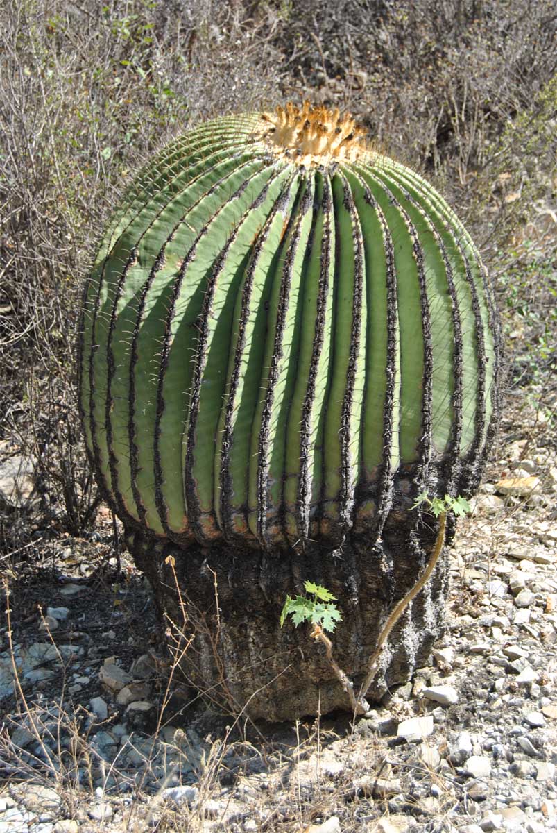 Изображение особи Echinocactus platyacanthus.