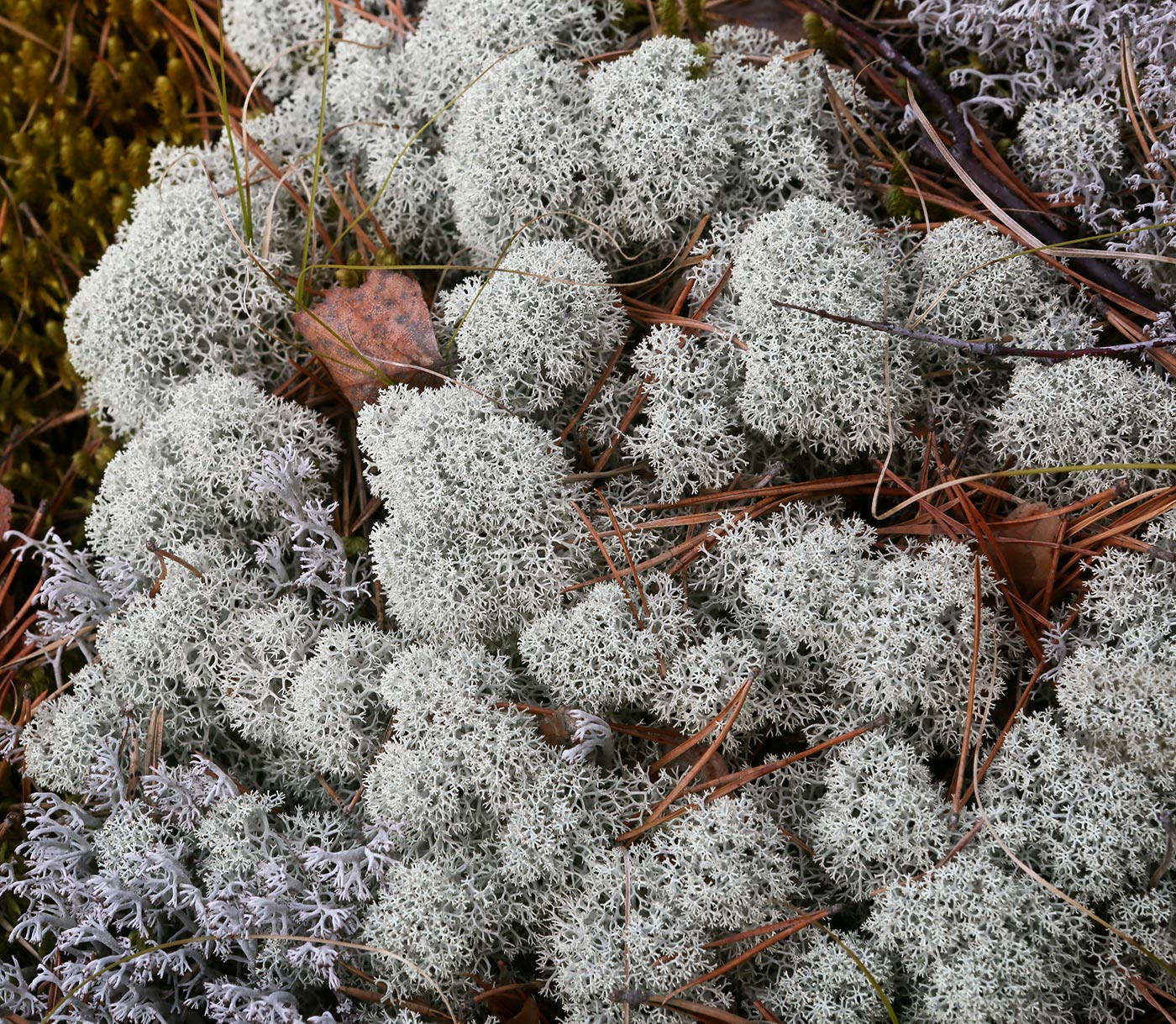 Изображение особи Cladonia stellaris.