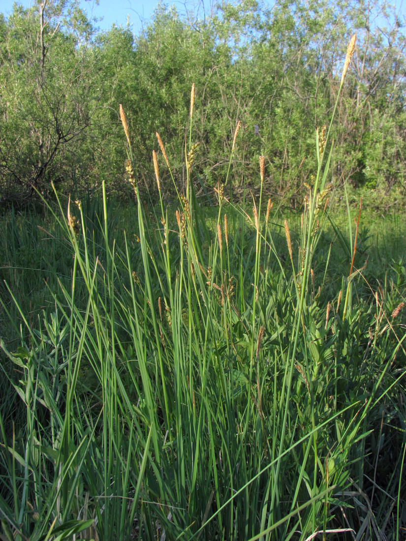 Image of Carex panicea specimen.