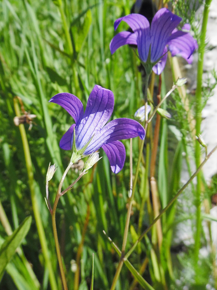 Изображение особи Campanula patula.