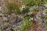 Pedicularis lapponica. Группа цветущих растений в сообществе с Empetrum hermaphroditum, Juncus trifidus, Vaccinium myrtillus, Chamaepericlymenum suecicum, Hieracium sp., Мурманская обл., п-ов Рыбачий, мохово-лишайниковая тундра. 28.06.2018.