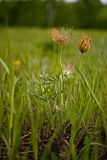 Pulsatilla orientali-sibirica. Плодоносящие растения. Красноярский край, окр. Красноярска. 02.06.2010.