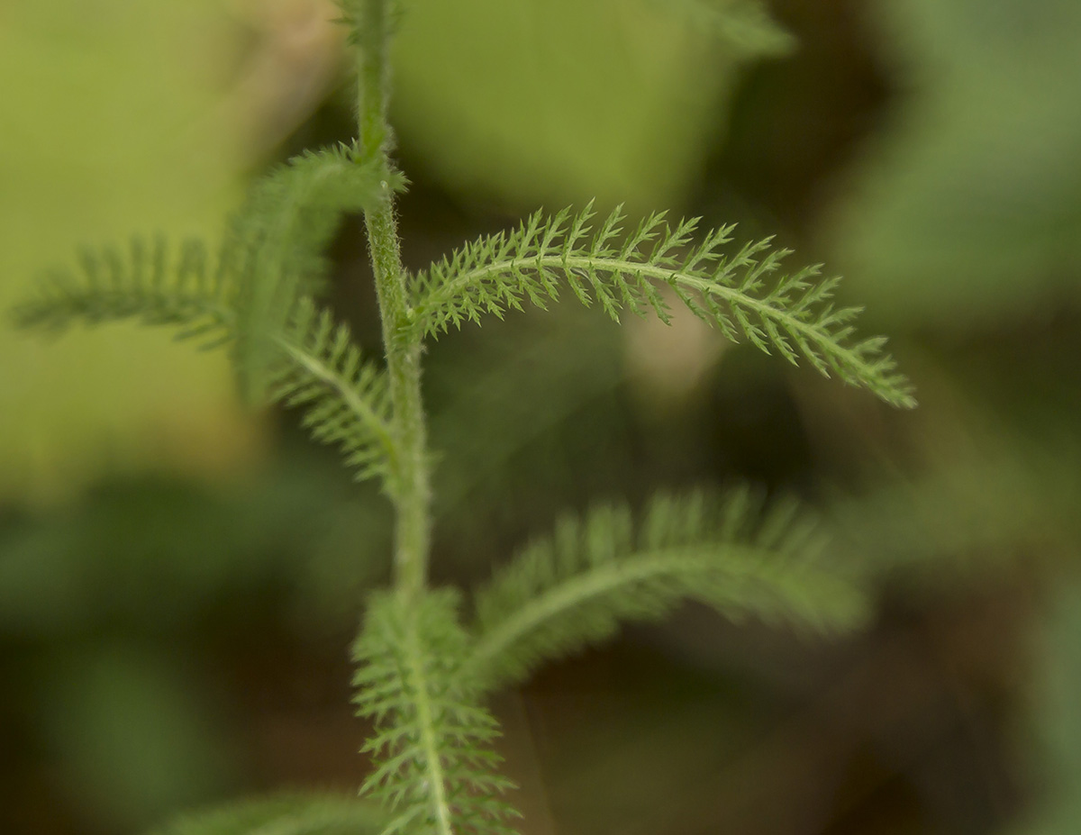 Image of Achillea millefolium specimen.