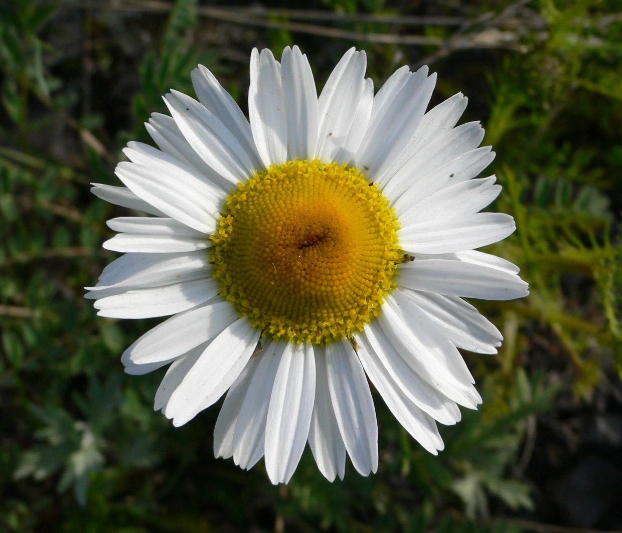 Image of Tripleurospermum tetragonospermum specimen.