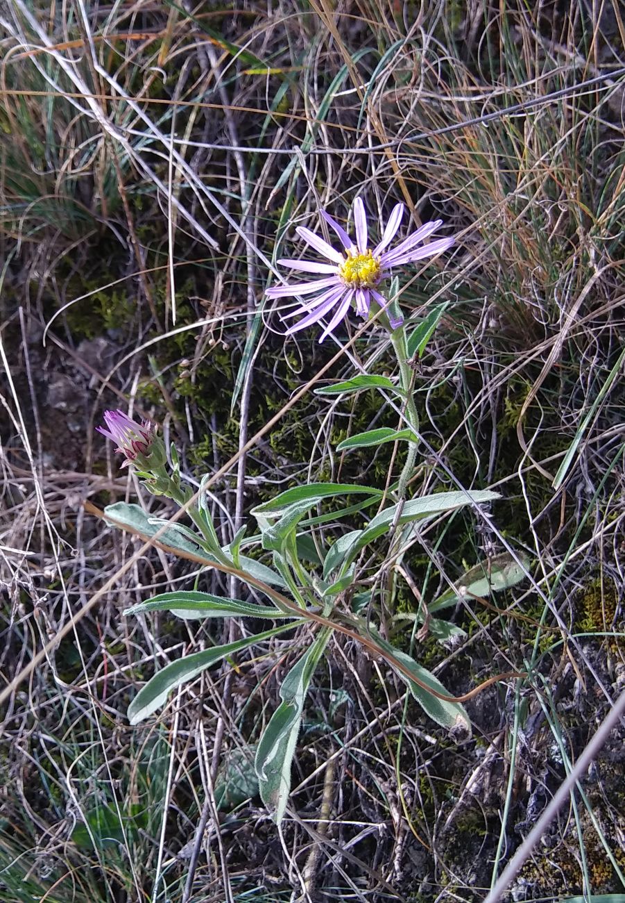 Image of Aster alpinus specimen.