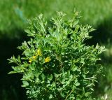 Chamaecytisus ruthenicus