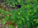 Caragana arborescens. Часть ветви с цветком. Алтай, Катунский хребет, берег оз. Среднее Мультинское, ≈ 1600 м н.у.м., опушка хвойного леса. 03.07.2018.