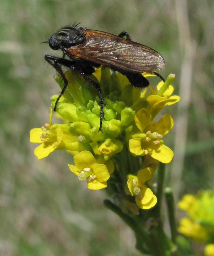 Image of Barbarea stricta specimen.