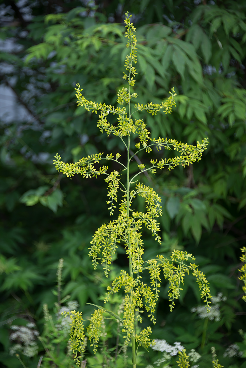 Изображение особи Veratrum lobelianum.