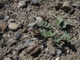 Astragalus ferganensis