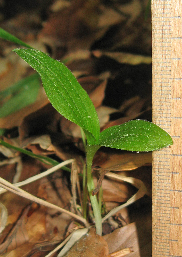 Изображение особи Cypripedium calceolus.