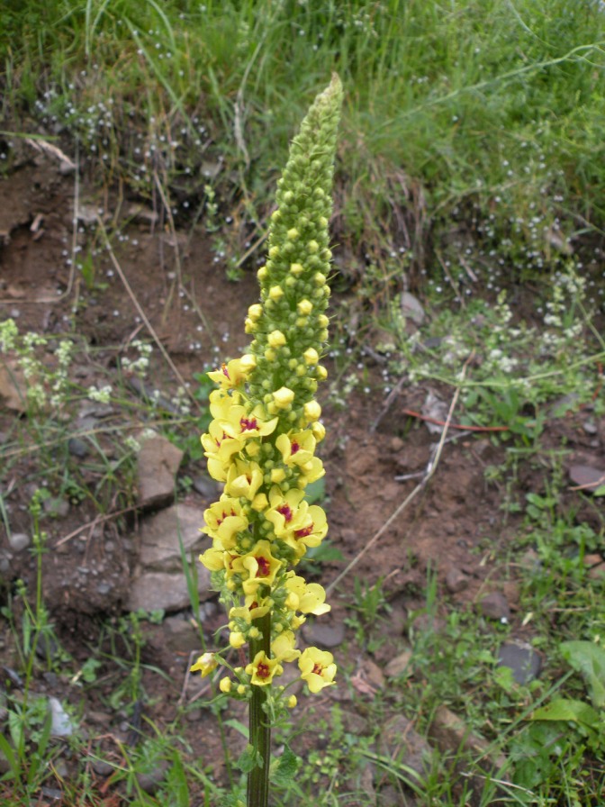 Image of Verbascum nigrum specimen.