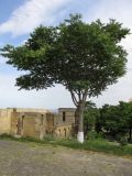 Ailanthus altissima. Цветущее дерево. Дагестан, Дербент, цитадель Нарын-Кала, в озеленении. 7 июня 2019 г.