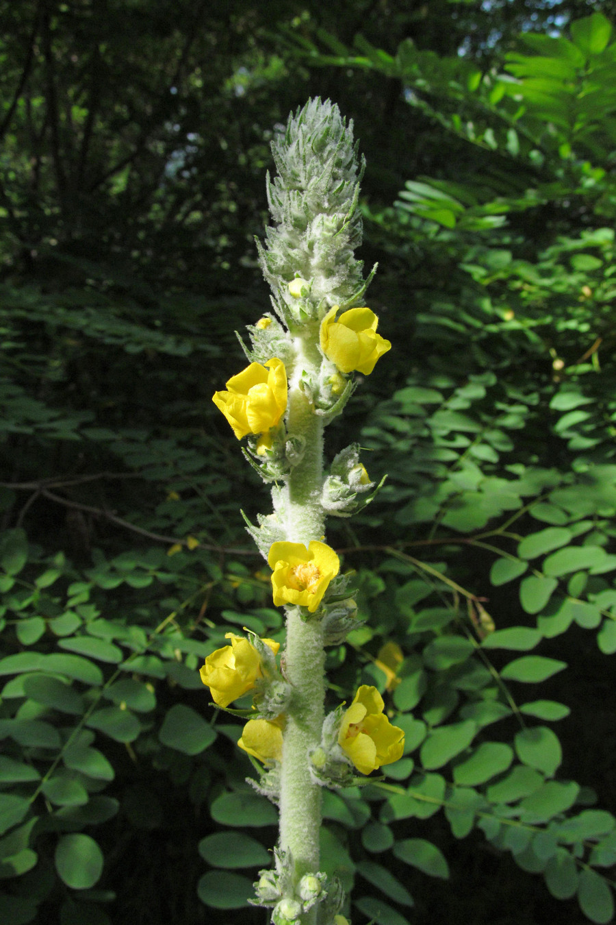 Image of Verbascum gnaphalodes specimen.