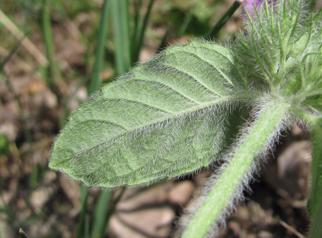 Image of Clinopodium vulgare specimen.