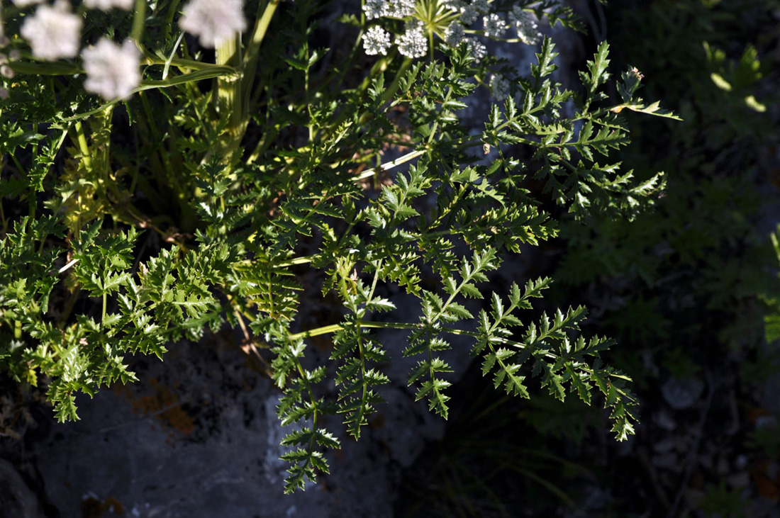 Image of Seseli buchtormense specimen.