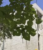 Catalpa bignonioides