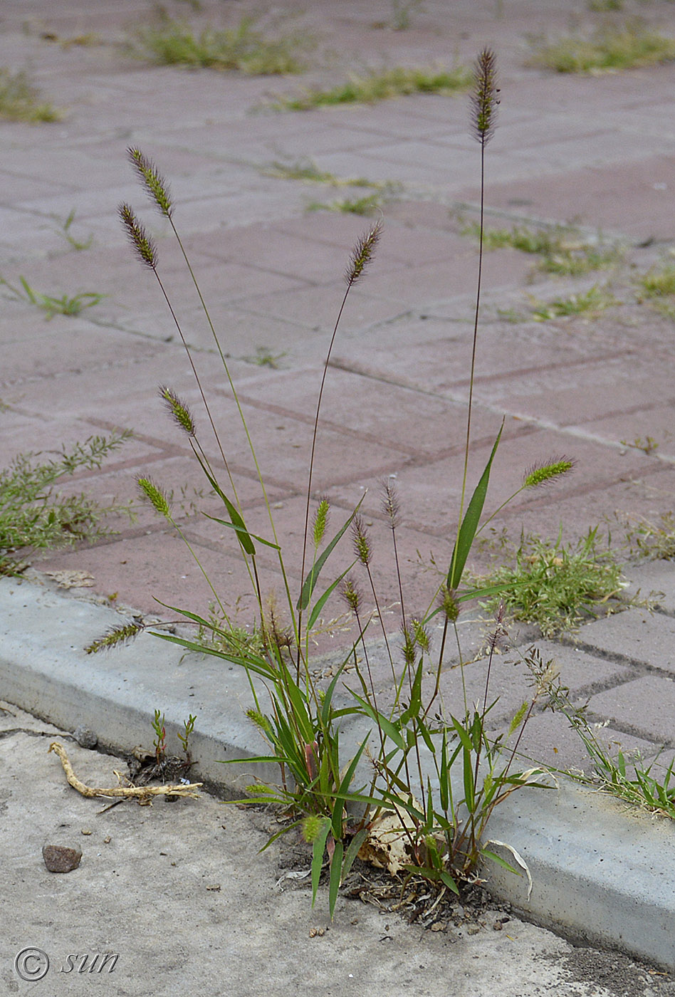 Image of Setaria viridis specimen.