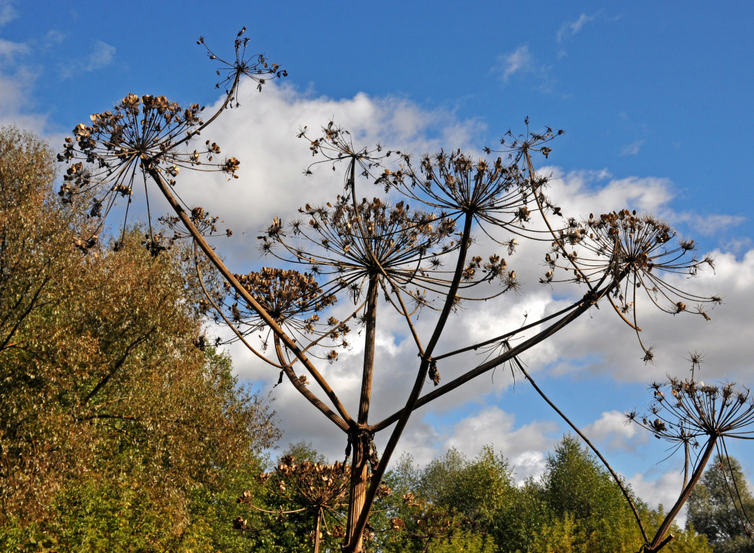 Изображение особи Heracleum sosnowskyi.