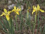 Iris arenaria