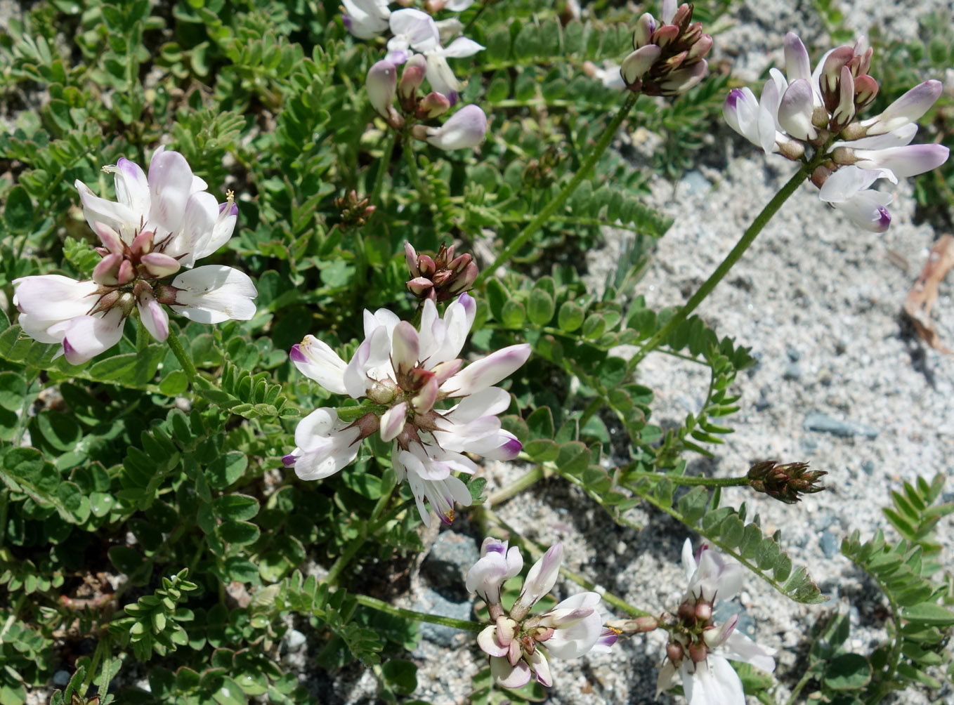 Image of Astragalus alpinus specimen.